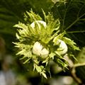Corylus avellana   Corylus silvestris